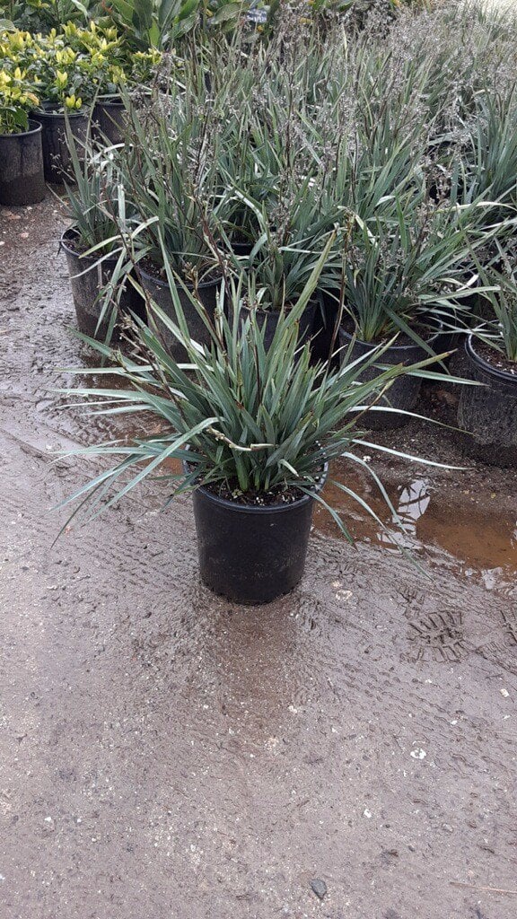 Photo for Dianella x Clarity Blue (Clarity Blue Dianella)