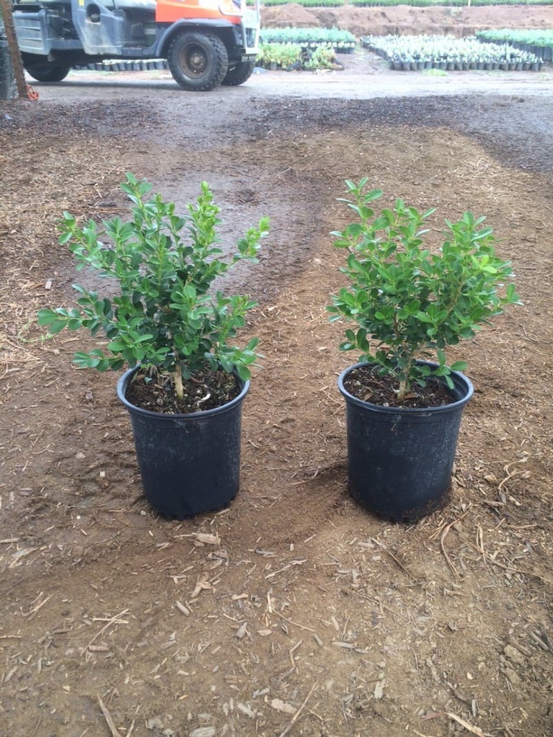 Photo for Buxus microphylla japonica 'Winter Gem' (Winter Gem Boxwood)