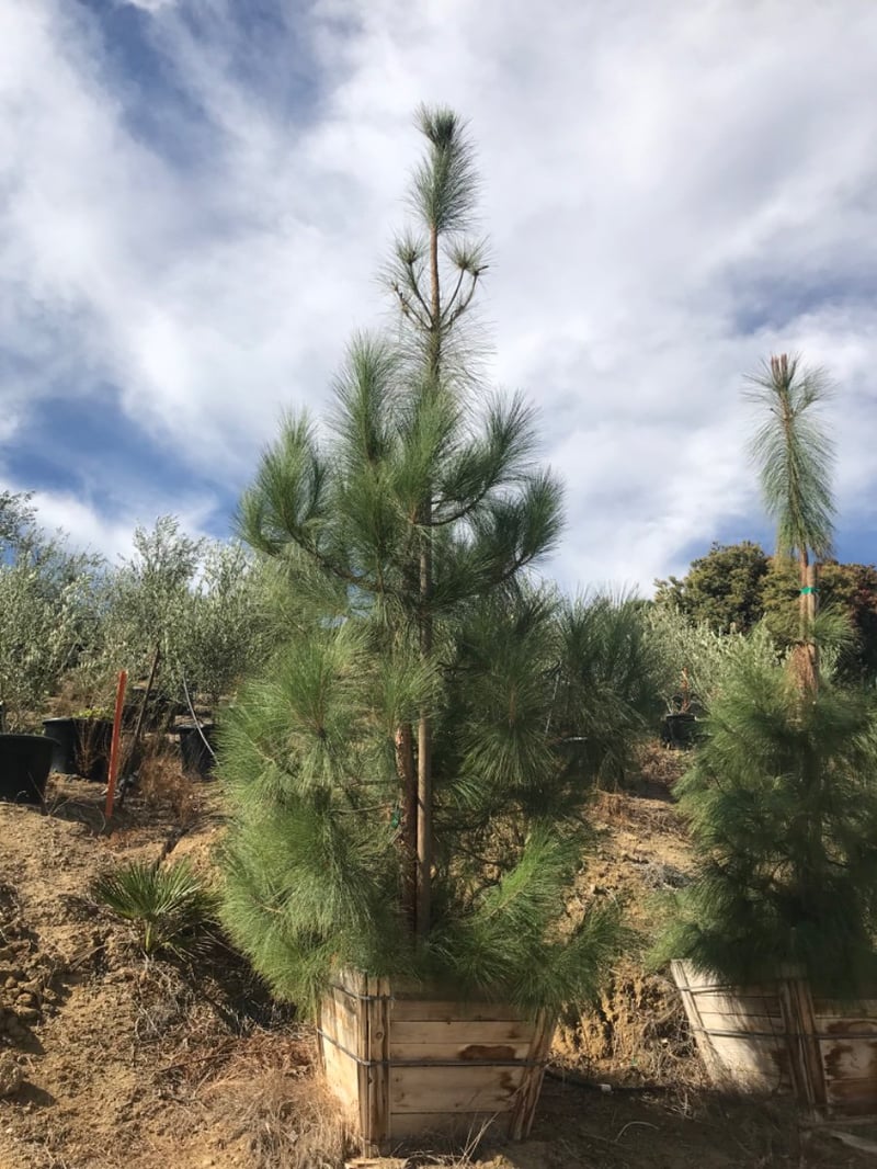Photo for Pinus canariensis (Standard) (Canary Island Pine)