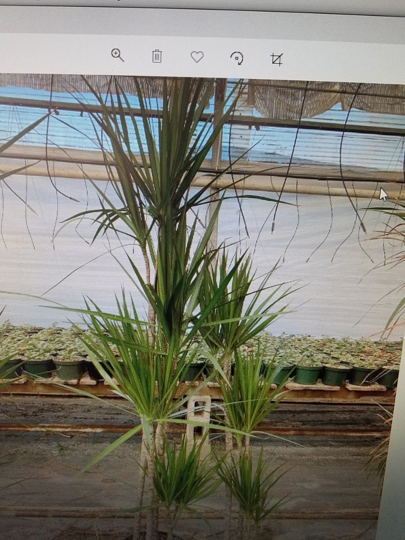 Photo for Dracaena marginata (Madagascar Dragon Tree)