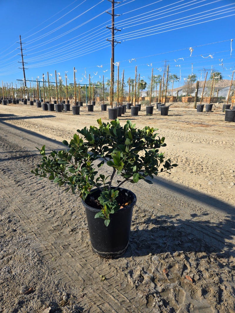 Photo for Rhaphiolepis indica 'Springtime' (Springtime Indian Hawthorn)
