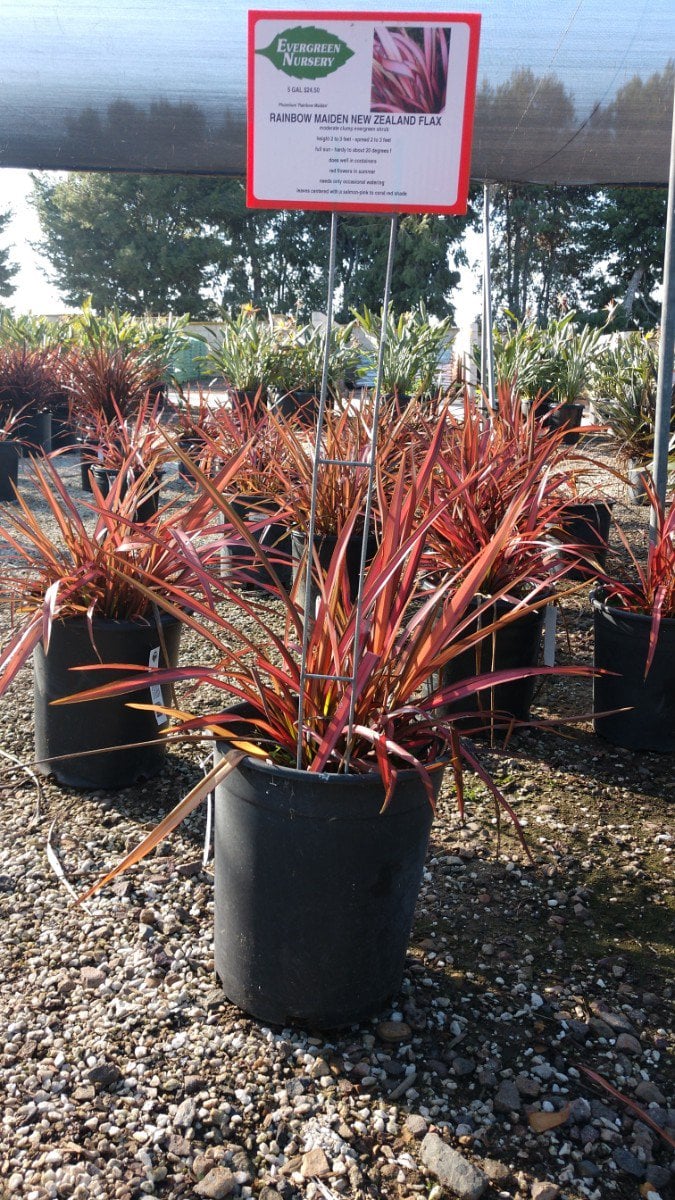 Photo for Phormium 'Maori Maiden' ('Rainbow Maiden') (Rainbow Queen New Zealand Flax)
