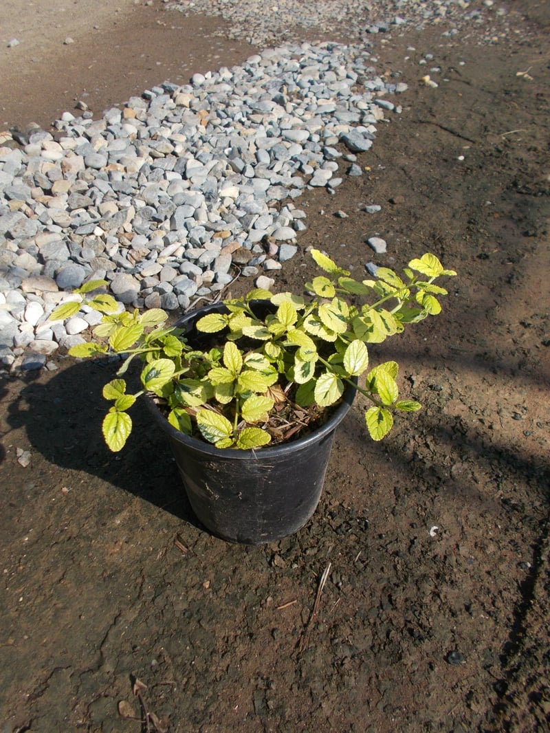 Photo for Ceanothus griseus horizontalis 'Diamond Heights' (Diamond Heights Carmel Creeper)