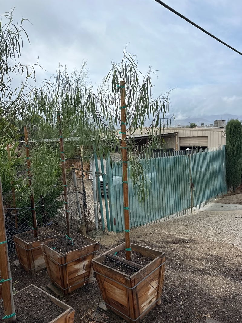 Photo for Geijera parviflora (Australian Willow)