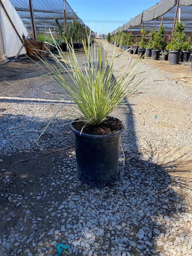 Photo for Lomandra longifolia ‘Roma13’ (Platinum Beauty Lomandra)