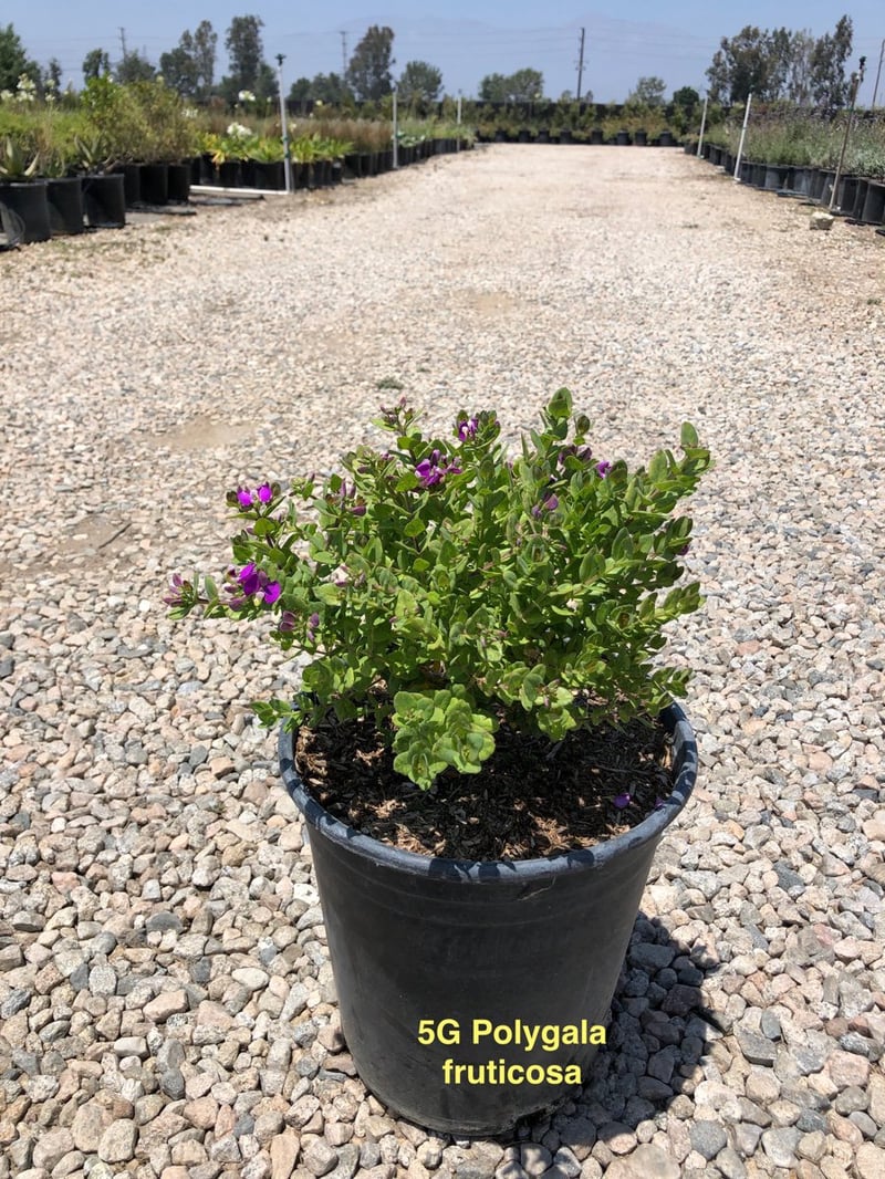Photo for Polygala fruticosa 'Petite Butterflies' (Petite Butterflies Sweet Pea Shrub)