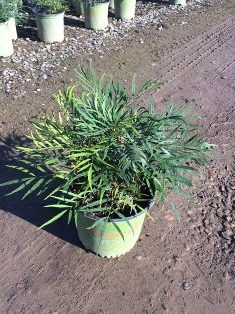 Photo for Mahonia eurybracteata 'Soft Caress' (Soft Caress Mahonia)