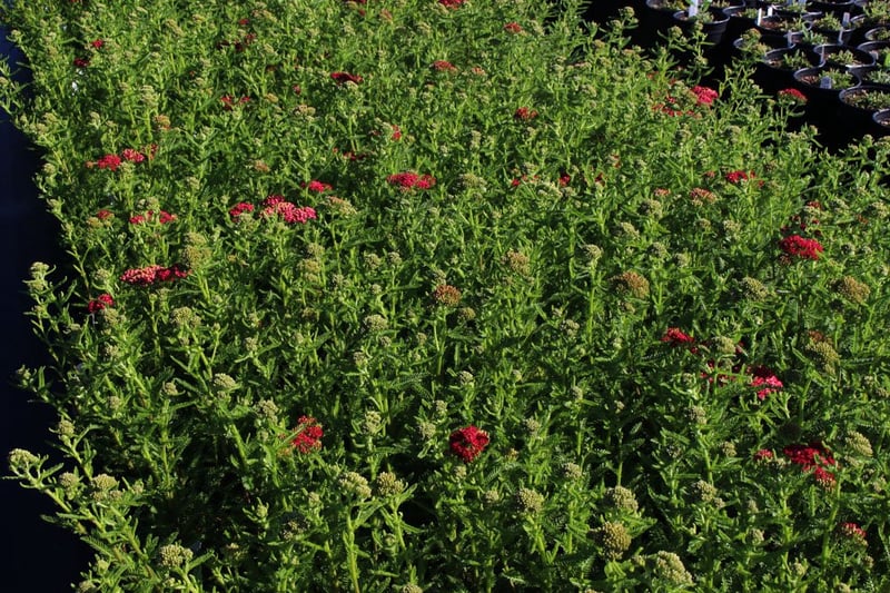 Photo for Achillea 'Paprika' (Paprika Yarrow)