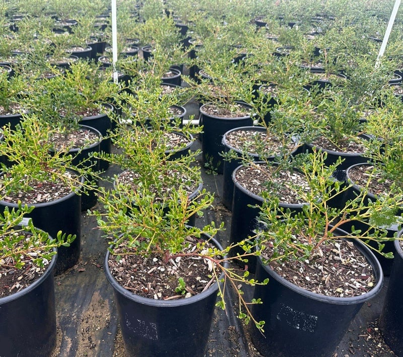 Photo for Ceanothus thyrsiflorus ‘Skylark’ (Skylark Wild Lilac)