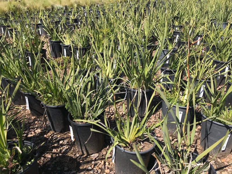 Photo for Dietes iridioides (White African Iris, Fortnight Lily)