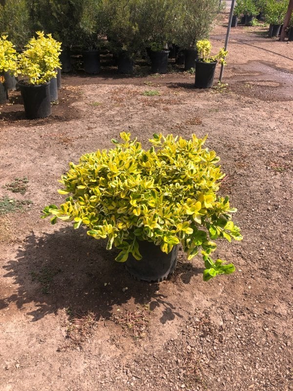 Photo for Coprosma repens 'Taupata Gold' (Gold Splash Mirror Plant)