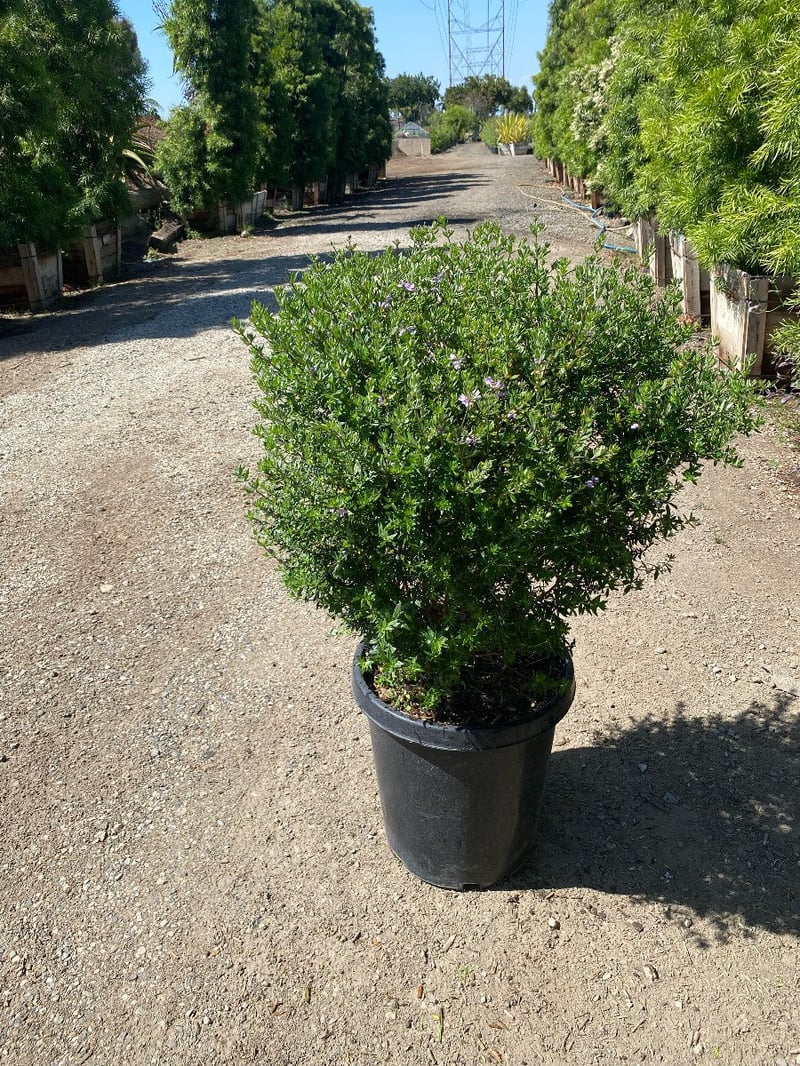 Photo for Westringia fruticosa 'Blue Gem' (Blue Gem Coast Rosemary)