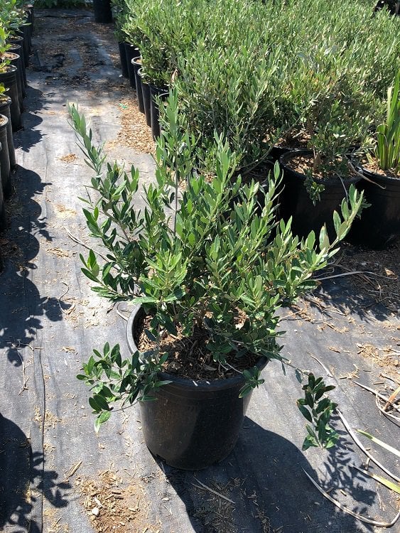 Photo for Olea europaea 'Montra' (Little Ollie Dwarf Olive)
