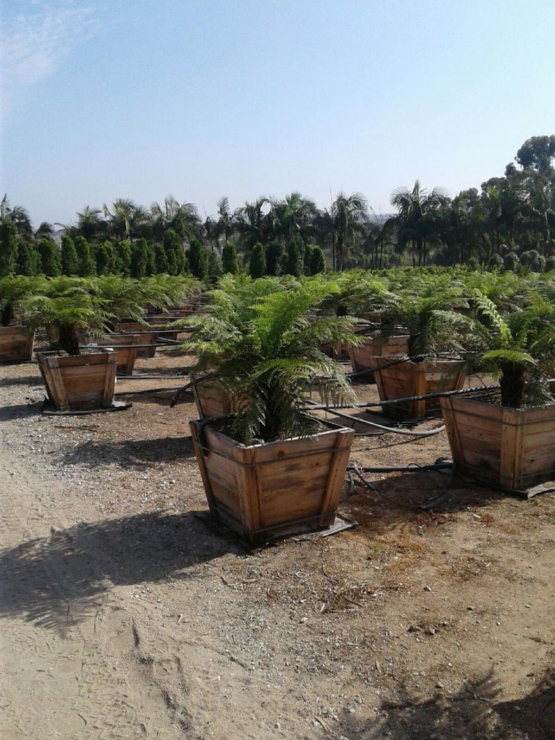 Photo for Dicksonia antarctica (Tasmanian Tree Fern)