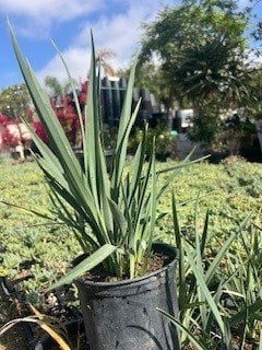 Photo for Dianella caerulea 'Cassa Blue' (Cassa Blue Flax Lily)