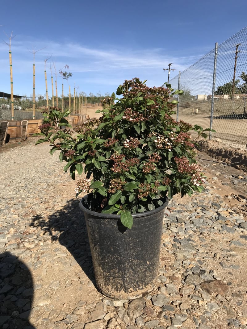 Photo for Viburnum tinus ‘Spring Bouquet’ (Spring Bouquet Laurustinus)