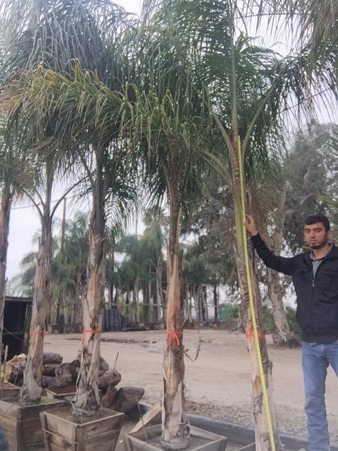 Photo for Syagrus romanzoffiana (Queen palm)