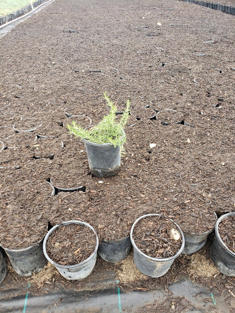 Photo for Rosmarinus officinalis 'Huntington Carpet' (Huntington Carpet Rosemary)
