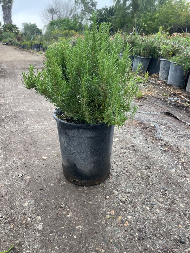Photo for Rosmarinus officinalis 'Barbeque' (Barbeque Rosemary)
