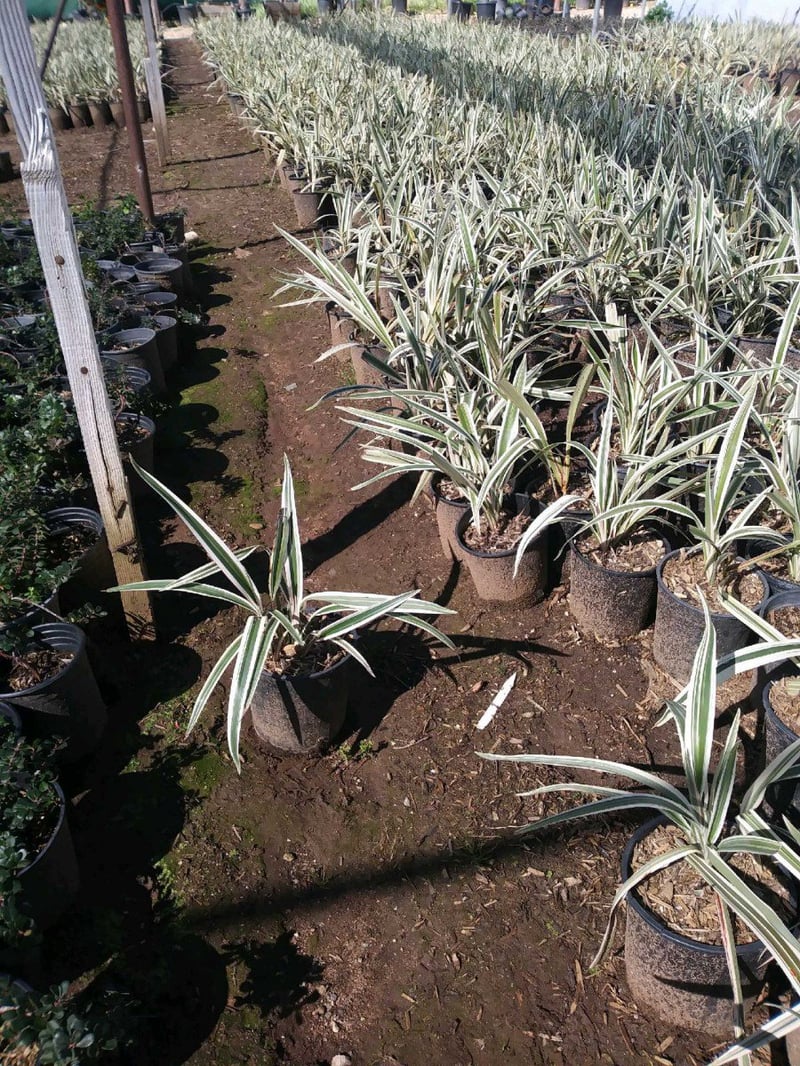 Photo for Dianella revoluta ‘Variegata’ (Variegated Dianella)