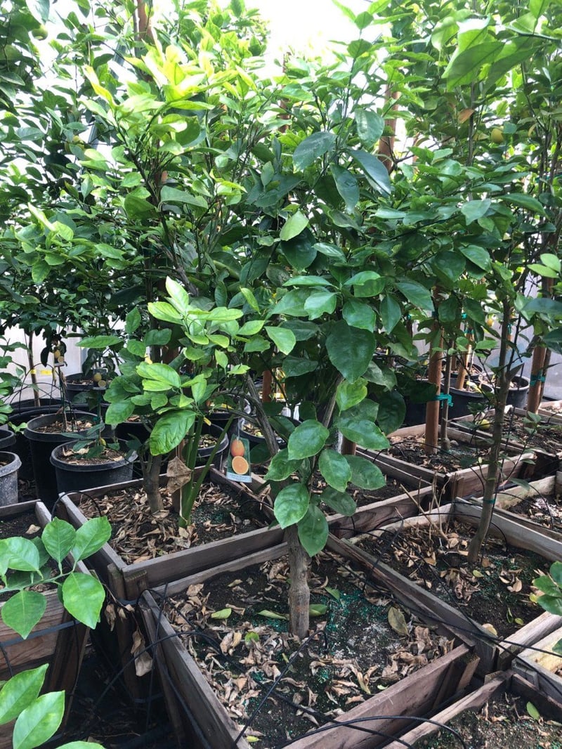 Photo for Citrus sinensis 'Valencia' (Dwarf) (Dwarf Valencia Orange)