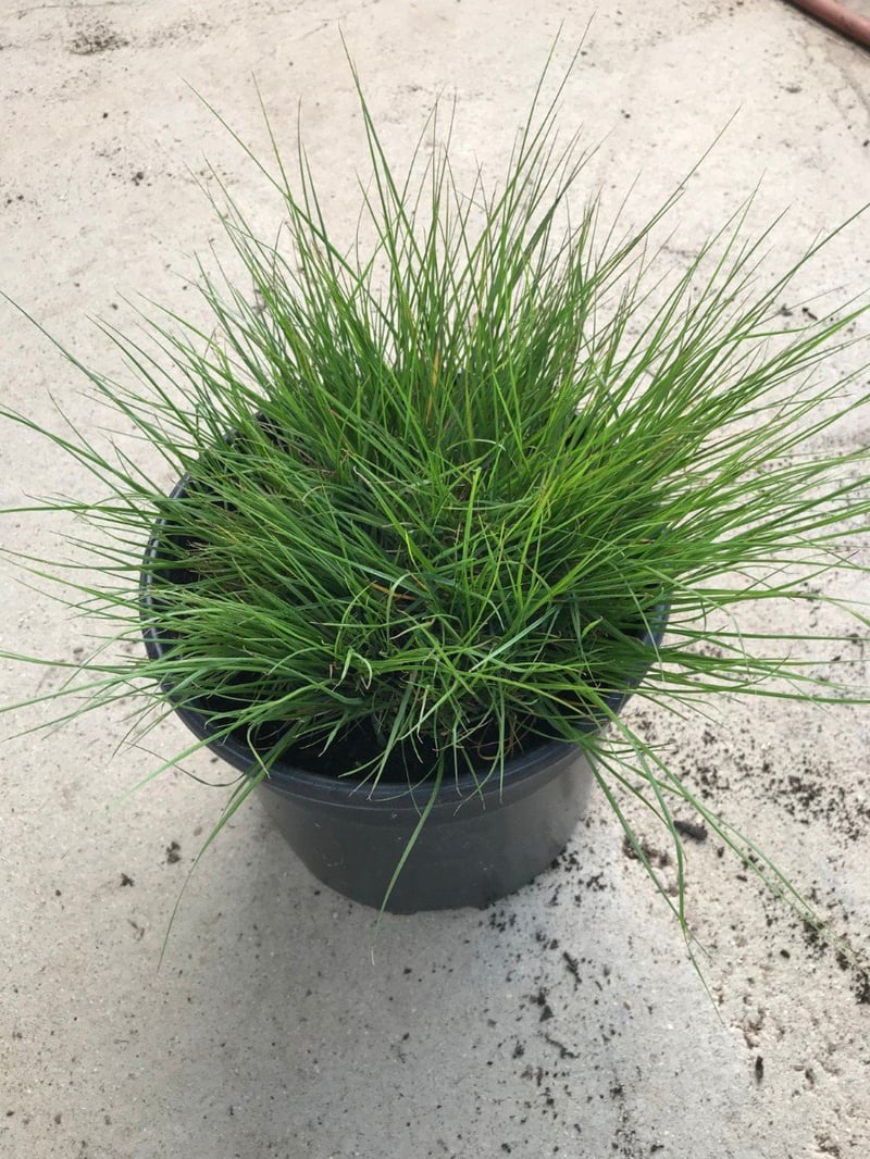 Photo for Pennisetum alopecuroides 'Hameln' (Dwarf Fountain Grass)