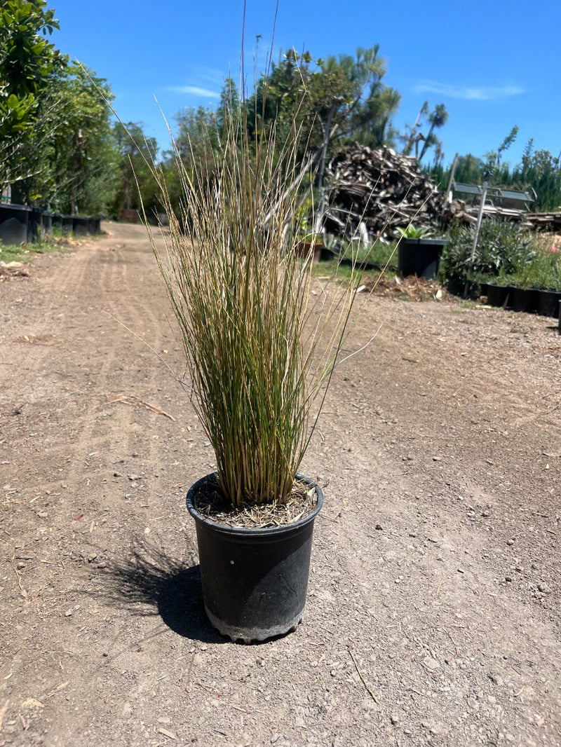Photo for Festuca mairei (Atlas Fescue)