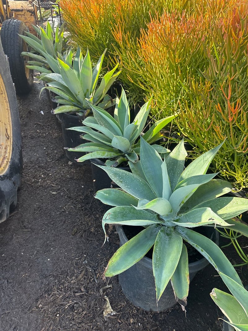 Photo for Agave attenuata 'Boutin Blue' (Boutin Blue Fox Tail Agave)