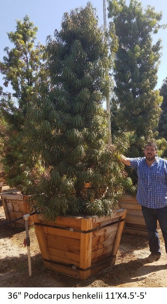 Photo for Podocarpus henkelii (Standard) (Long Leafed Yellow-wood )