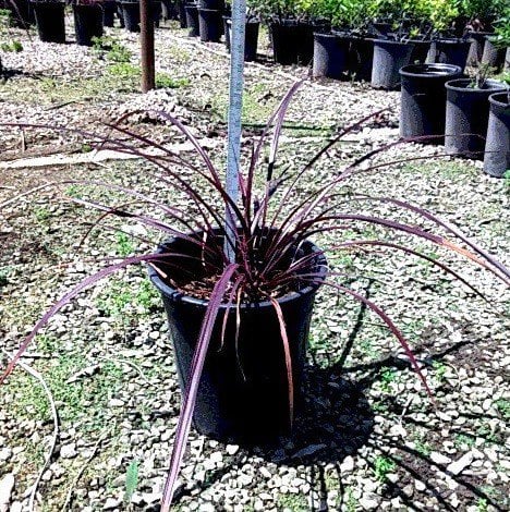 Photo for Cordyline banksii x pumilio var 'CorBzr01' (Festival Raspberry Cordyline)
