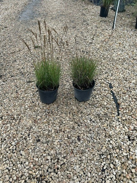 Photo for Miscanthus sinensis (Eulalia)