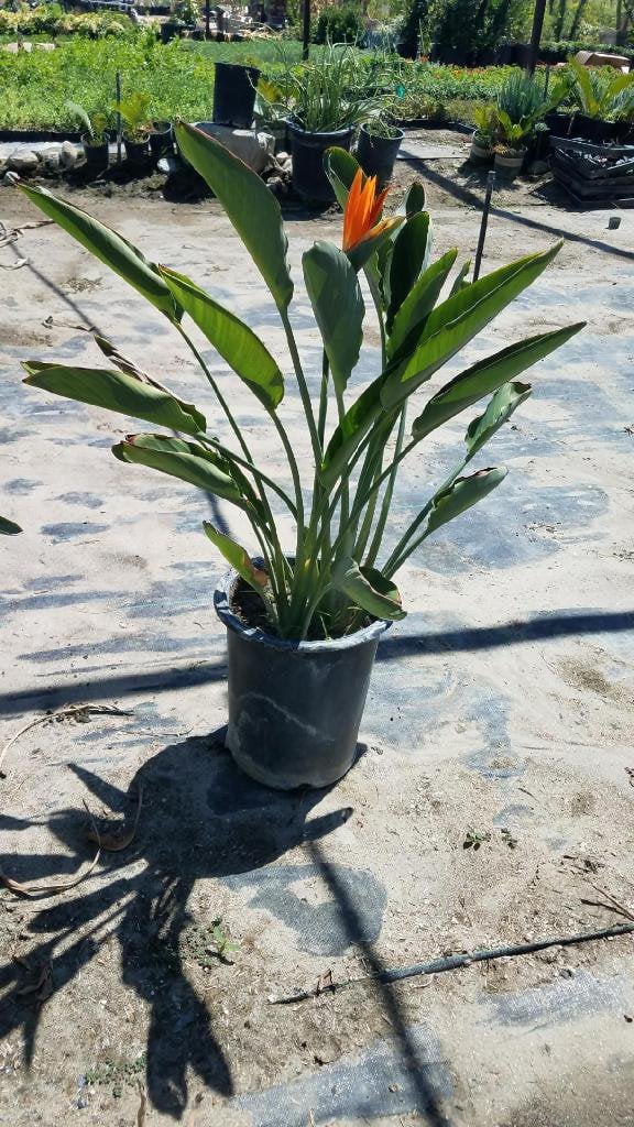 Photo for Strelitzia reginae (Bird of Paradise)