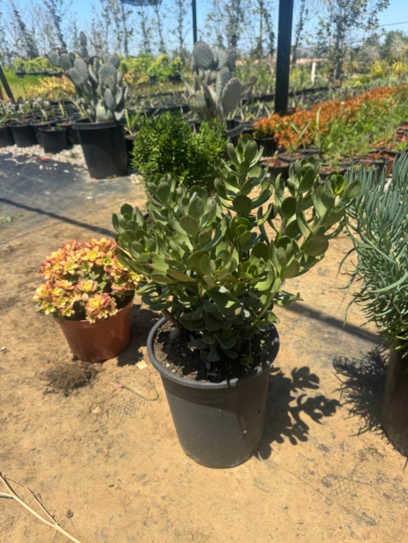 Photo for Senecio decaryi (Madagascar Senecio)