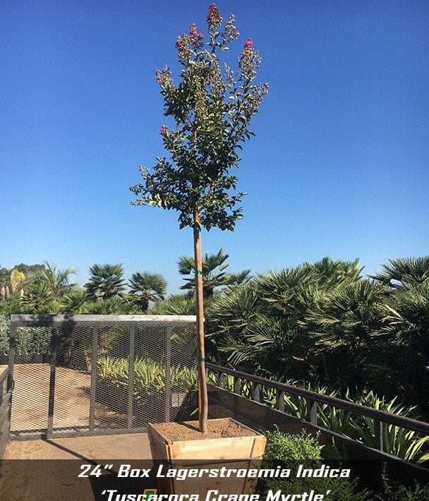 Photo for Lagerstroemia indica x fauriei 'Tuscarora' (Standard) (Tuscarora Crape Myrtle)