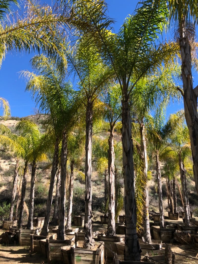 Photo for Arecastrum romanzoffianum (Queen Palm)