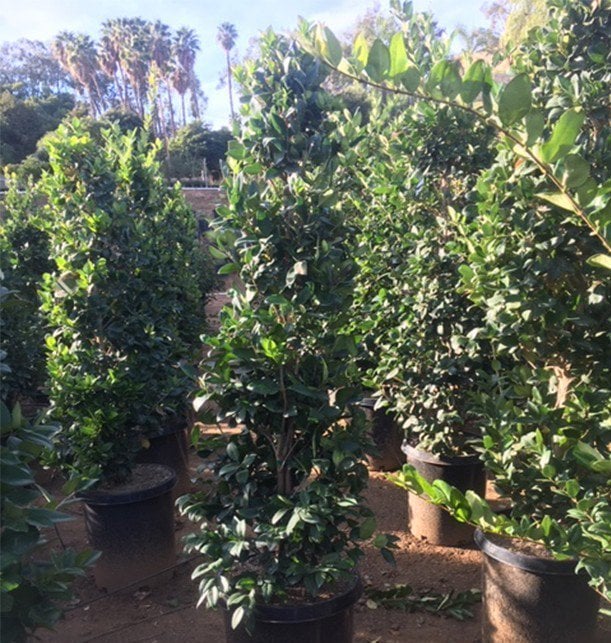 Photo for Ligustrum japonicum 'Texanum' (Cone) (Waxleaf Privet Topiary Cone)