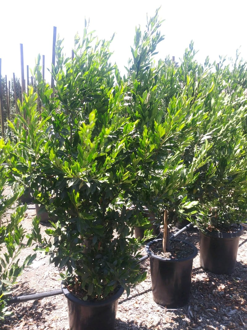 Photo for Prunus caroliniana 'Bright 'n Tight' ('Compacta') (COLUMN) (Bright 'N Tight ('Compacta') Carolina Laurel Cherry)