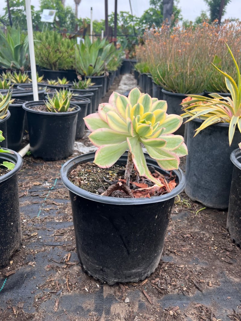 Photo for Aeonium 'Sunburst' (Copper Pinwheel)