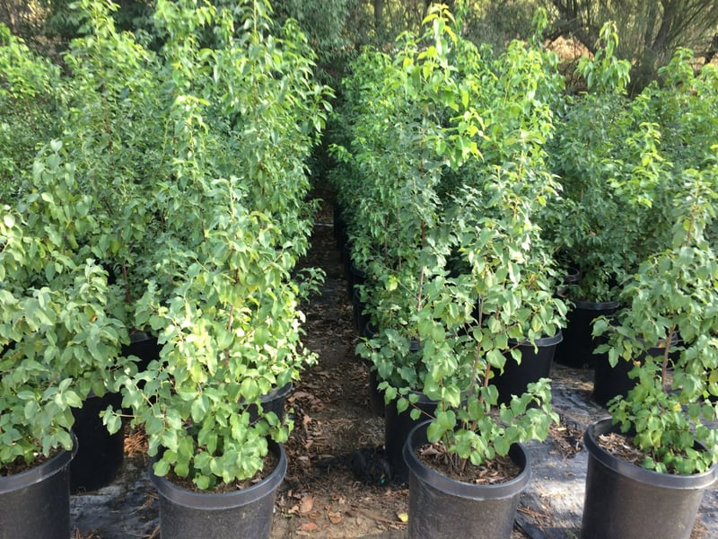 Photo for Prunus ilicifolia ssp lyonii (Catalina Cherry)