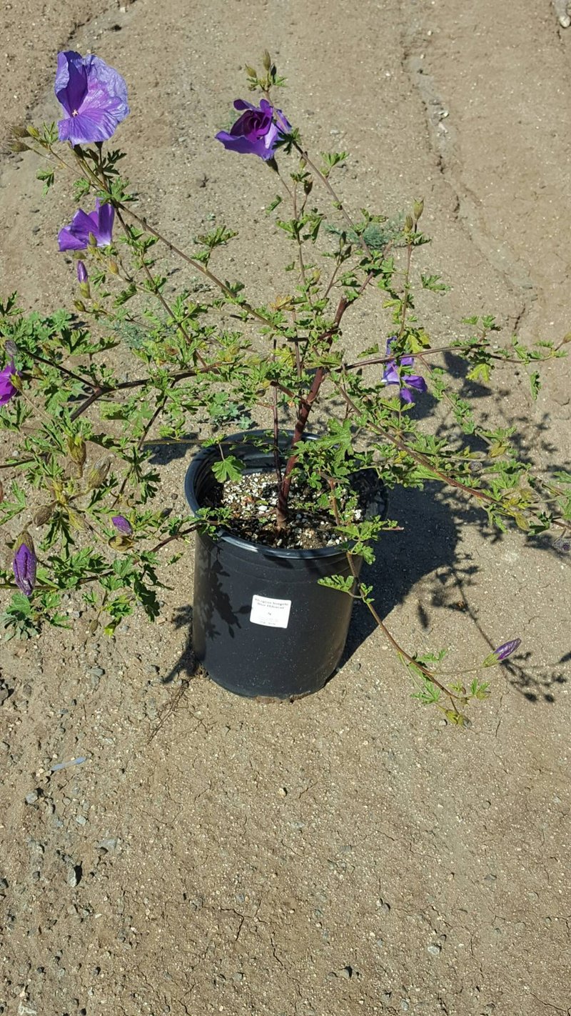 Photo for Alyogyne huegelii (Blue Hibiscus)