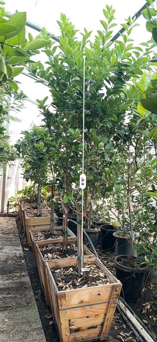 Photo for Citrus x latifolia (Persian Lime)