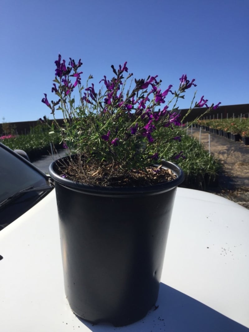 Photo for Salvia greggii 'Purple' (Autumn Sage)