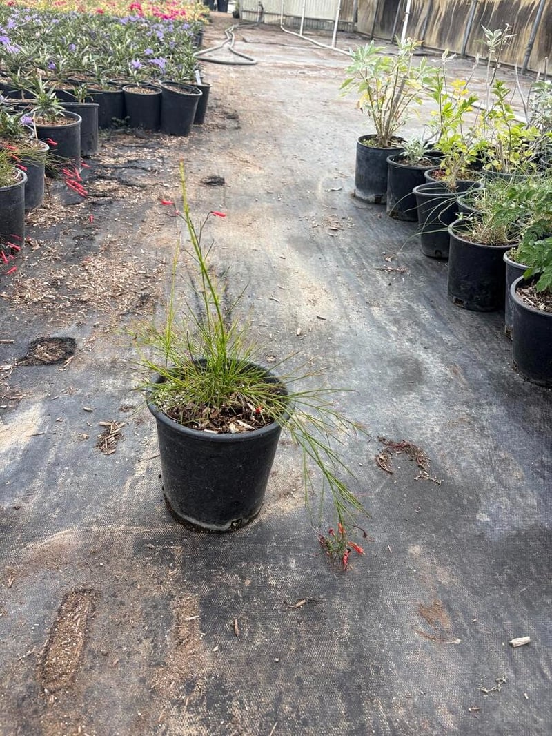 Photo for Russelia equisetiformis (Coral Fountain, Firecracker Plant)