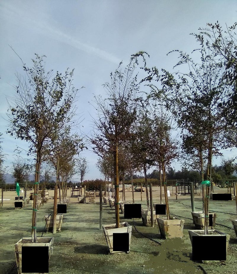 Photo for Ulmus parviflora (Chinese Elm)