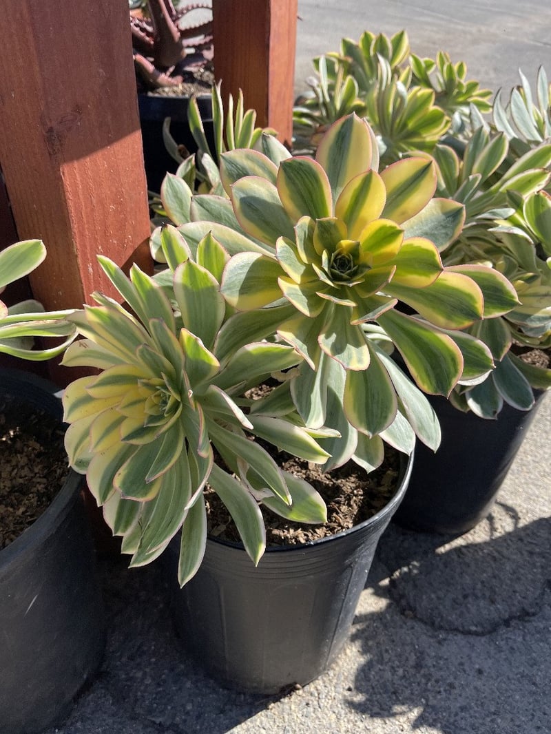 Photo for Aeonium 'Sunburst' (Copper Pinwheel)