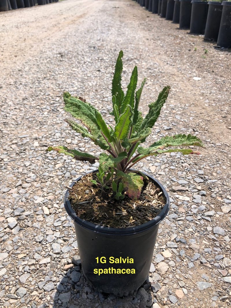 Photo for Salvia spathacea (Hummingbird Sage, Pitcher Sage)