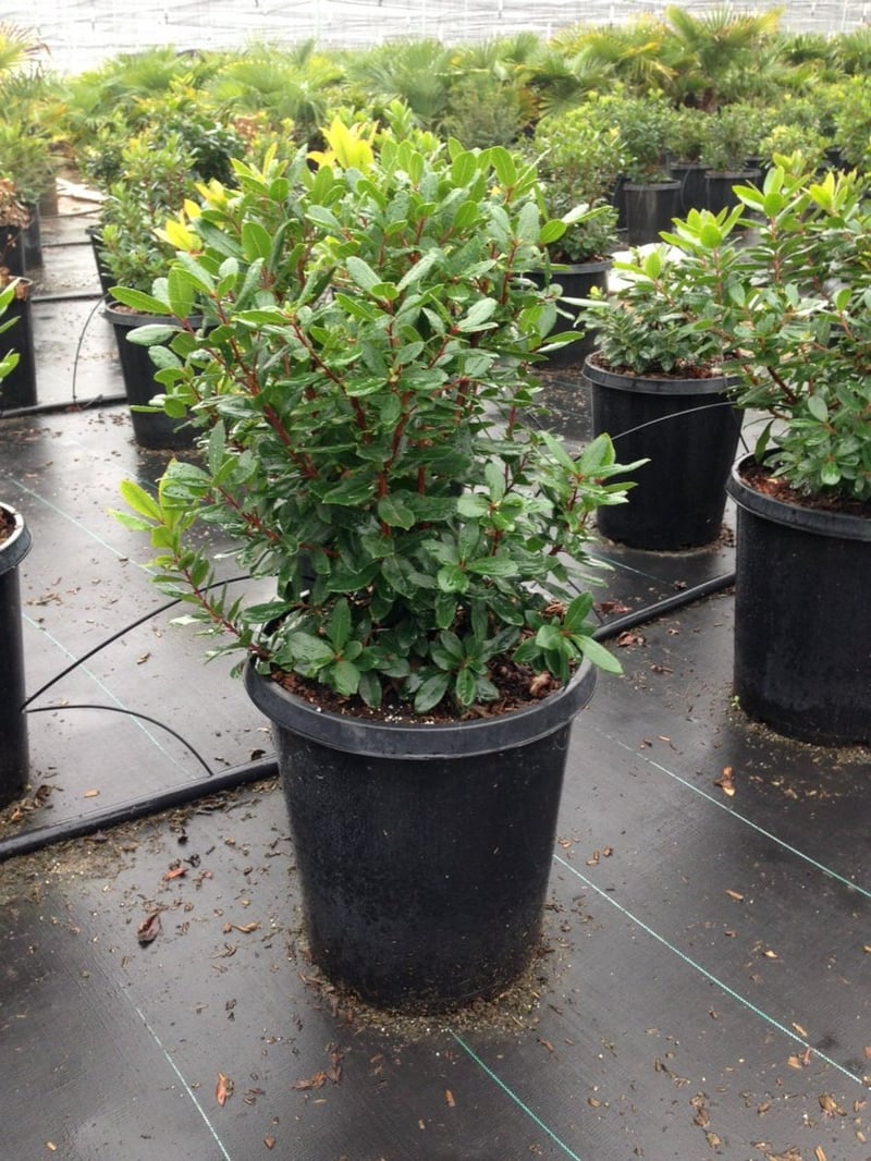 Photo for Arbutus unedo (Strawberry Tree)
