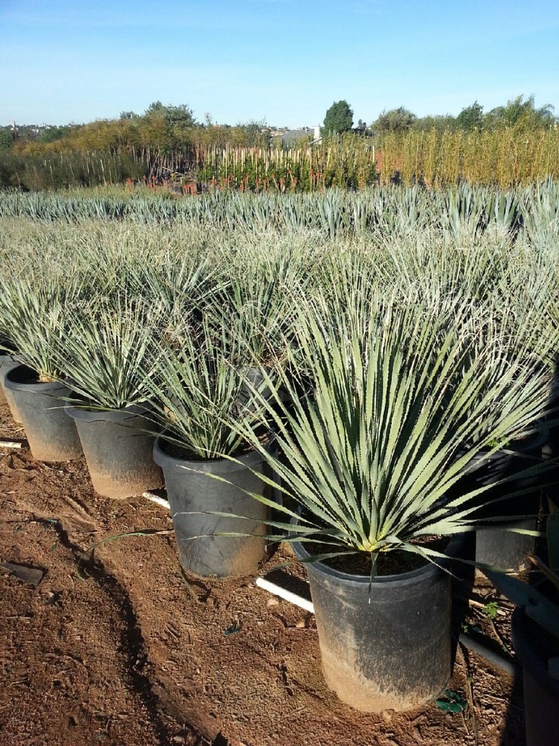 Photo for Dasylirion wheeleri (Spoon Yucca, Blue Sotol)