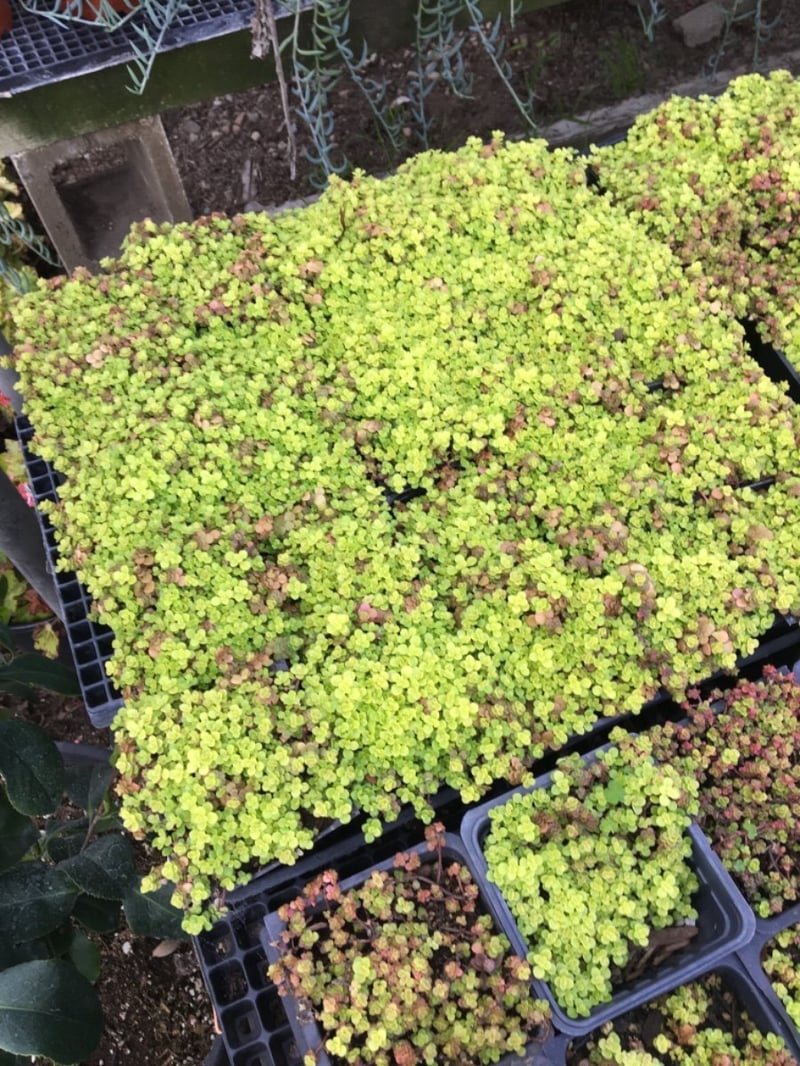 Photo for Sedum makinoi 'Ogon' (Ogon Stonecrop)