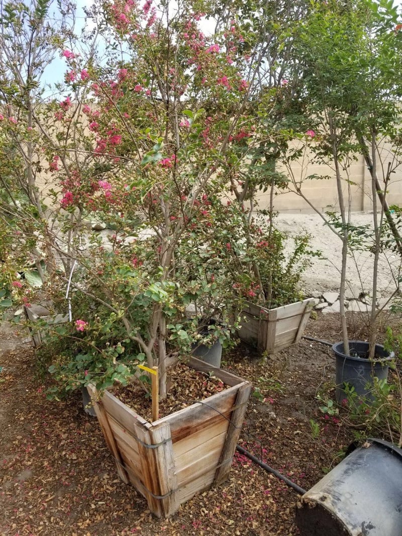 Photo for Lagerstroemia indica x fauriei 'Tuscarora' (Multi) (Tuscarora Crape Myrtle)